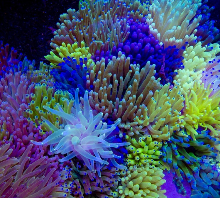 reef-remedies-photo